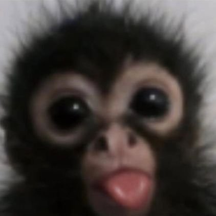 maymunusi's profile picture. Ne solcuyuz ne sağcı şarapçıyız şarapçı