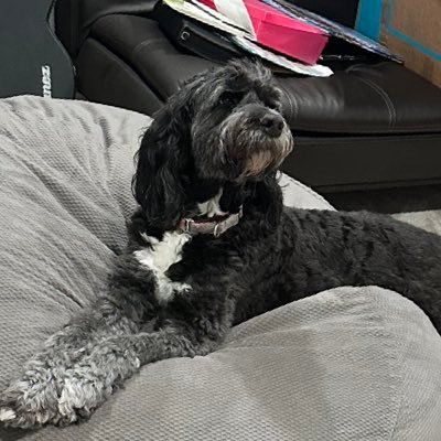 SummerMulter's profile picture. I’m a St. Bernard - Poodle mix from Texas. I love laying on my humans during workouts, stealing dinner, stuffies, and pouncing on my family like a Tigger.