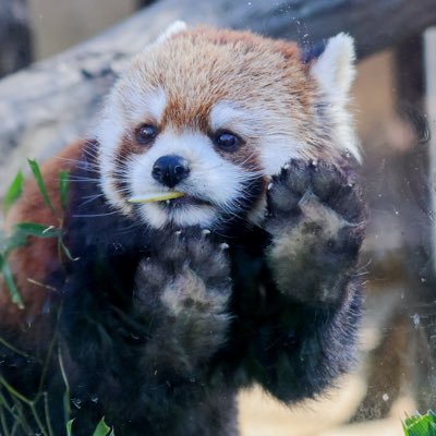 maru_rpanda's profile picture. SCZのハナビ推し🍎