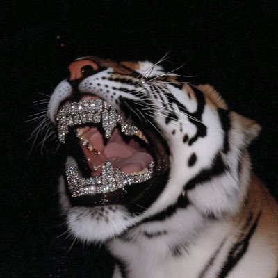 drizzy_charts's profile picture. 21 • Long Term Investor and Swing Trader • Never Financial Advice • Posts Do NOT Mean I Am In • Strictly For Idea and Educational Purposes • @TheFlowGoblin