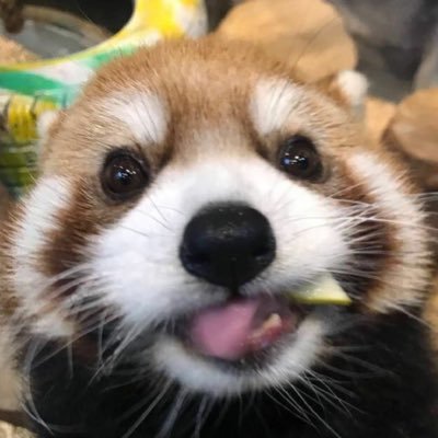 Huibearさんのプロフィール画像