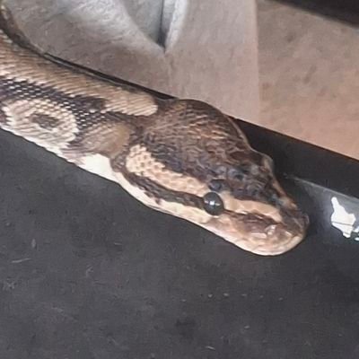 Vivi_07020's profile picture. I like animals (especially snakes), BTS, and video games || OT7 and will always be OT7 || Apo-freaking-bangpo y'all