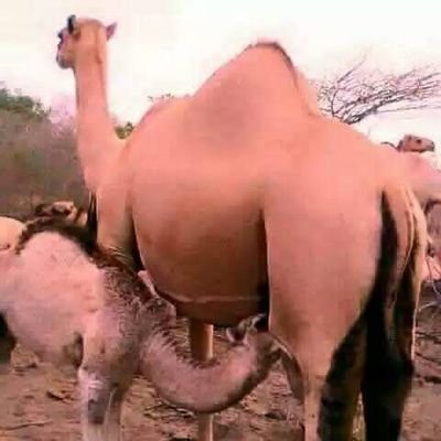 ismailhaji15285's profile picture. 