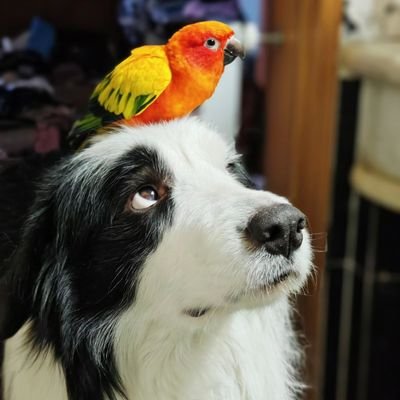 Camoflauge43850's profile picture. 