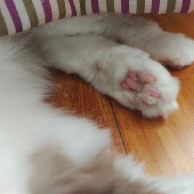 runtudashu's profile picture. 