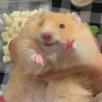 baeofbears's profile picture. 🌷🐈‍⬛ — #시온 #리쿠 rii7e for buying/selling/trading | respond on night mode🔕review #rvforbobs dm only เมนชั่นไม่ขึ้นค่ะ ❌ไม่รับผ่อน/วอลเลต