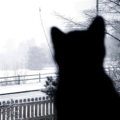 plutardio's profile picture. following all terms and conditions