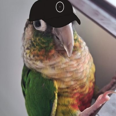 baabaahar's profile picture. @tonnel_network