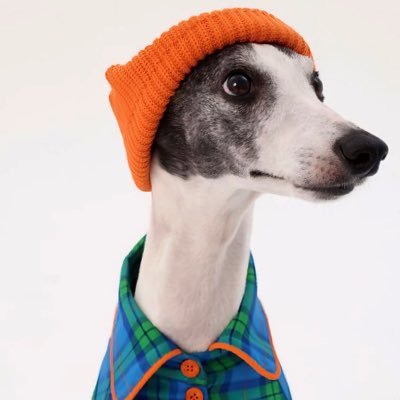 radaspecter909's profile picture. El placer ''The Punisher''