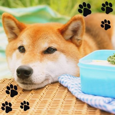 rin_ym22's profile picture. 事業部webクリエイター∣料理∣ゲーム∣釣り∣筋トレ∣温泉(塩サウナ推し)∣寺社∣動物∣ドラマ∣映画∣デザインとReact勉強中∣pH上司によく荒ぶってる∣ハスキーに憧れる柴犬