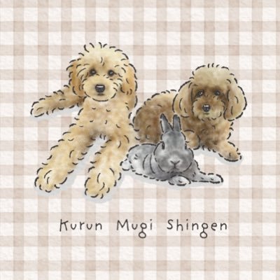 suki_shingen's profile picture. 僕は信玄！ ネザーランドドワーフの男の子です。よろしくね⭐️