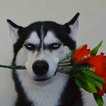 TiledDog's profile picture. 2D Art & Animation 🍂 Fanart 🍂 She/her
my insta https://t.co/FQ6wQCna3Z
my cara https://t.co/qgX7eV10ZR