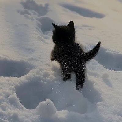 m5rder's profile picture. 999