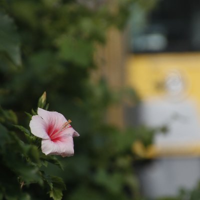 _KAMPE_Z12_'s profile picture. 使用機材：EOS70D+TAMRON16-300 f3.6-5.8