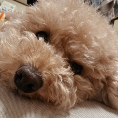 Aoi622_donarudo's profile picture. 見るだけ👀🐶