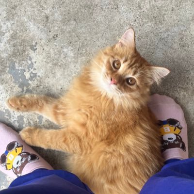 dolphinhuggie's profile picture. 