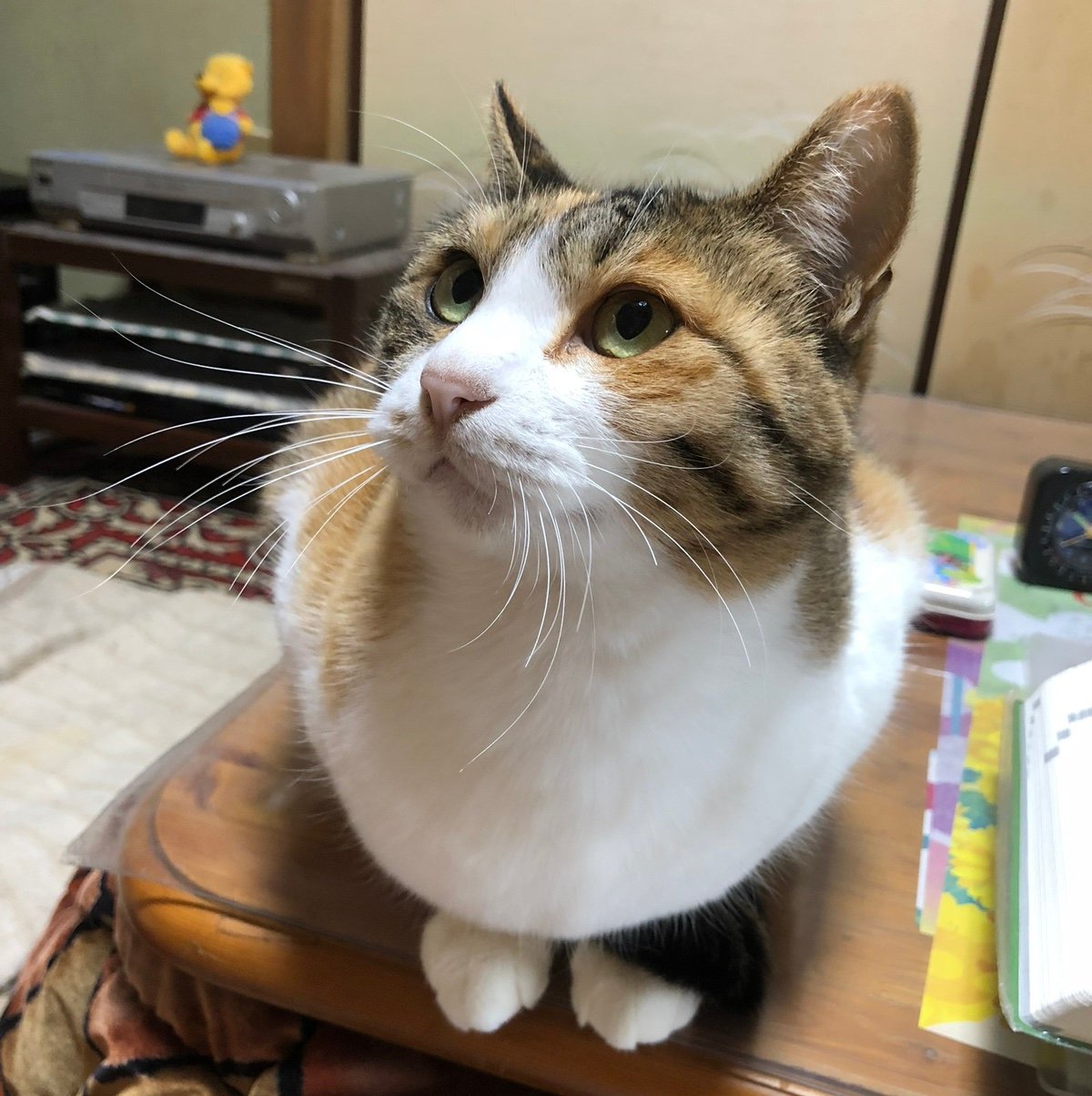 chamibwqh0915's profile picture. ねこと本とポテトが好き