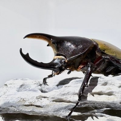 nepumiya's profile picture. ヘラクレス各亜種を中心にカブクワのブリードをしています。気になる種があればお気軽にDMしてくださればと思います。立体標本作成とクワリウムもやっています。妻と一緒に飼育しています。同じ趣味の方、よろしくお願いします！※私のアップしている写真の無断使用(転載、加工等)はお止めください。