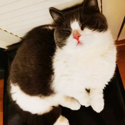𝗠öö𝗣さんのプロフィール画像