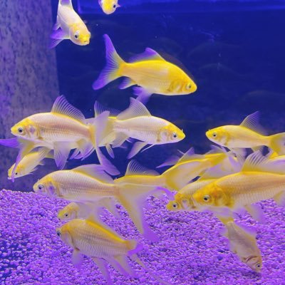 oyumomoti's profile picture. あ