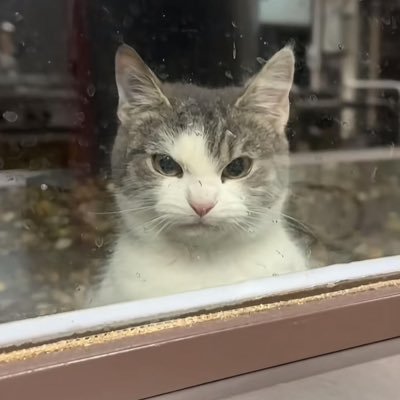 fakeclones's profile picture. 🐈‍⬛