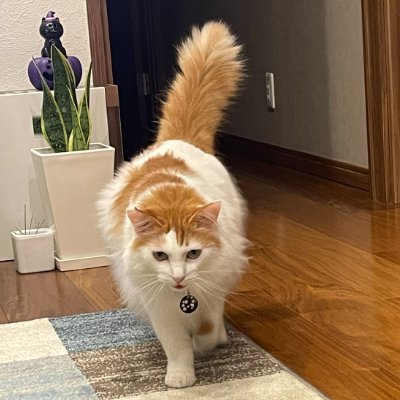 emme57191's profile picture. 猫が大好きで、れいわ新選組も猫と「ハローキティ」が大好きです。民主主義とプロライフを支持し、人が大好きです♡ そしてイエス様が大好きです✝️🛐🐈