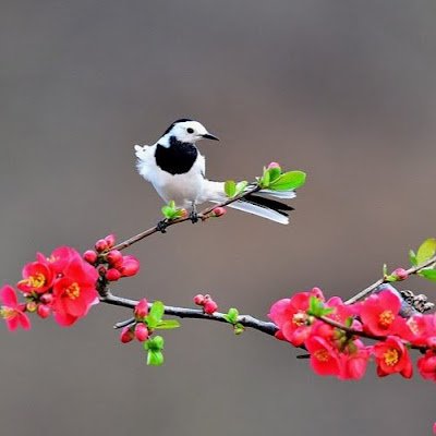 tngnguyn1525074's profile picture. 