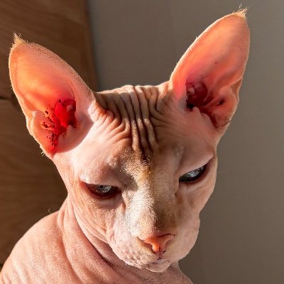 JCkGuyyLfx6b5Go's profile picture. メガニケ、崩壊スターレイル
vtuber、メヰド様、アルネブ家の皆様