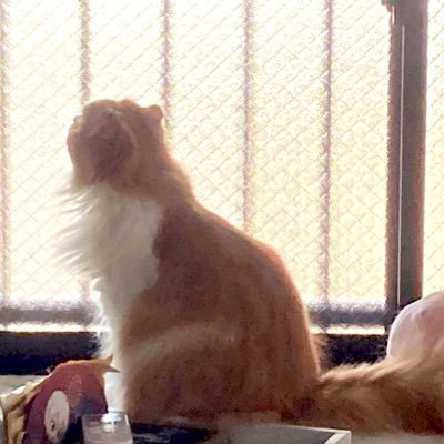 sora_oa_o's profile picture. ねことゲームと芸術に生かされてる：後書き🍋：レスポンスめちゃマイペース