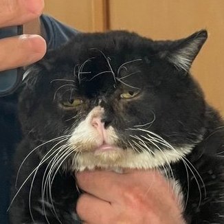 0xcatp's profile picture. 