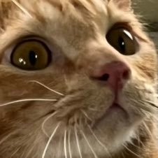 NutkyuS's profile picture. น้องจี๊ดเป็นแมวสีส้ม 🐈