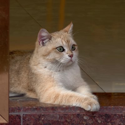 Ligo_Yuan's profile picture. AI 交互设计师 数码爱好者