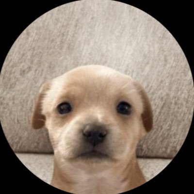 Offical Will coin CA: 3rSKhRtrjHnSZhRsgoAtrWRVM8rcf8DYv8Quealepump