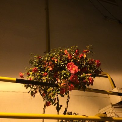 leecokie's profile picture. 