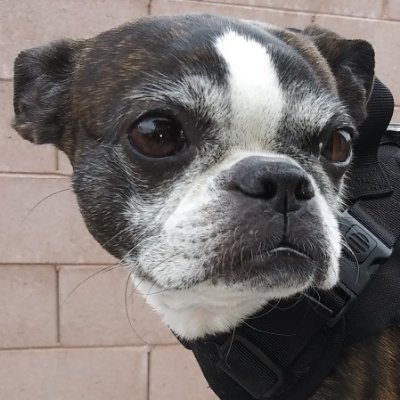 @AtomicDog602