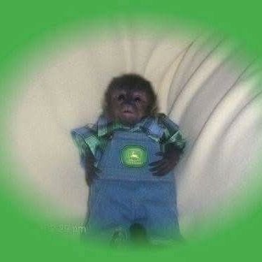 Philguilty's profile picture. All I want in life is a big Cadillac, a nickel plated 45, and a bulldog with a gold tooth. If I had all that, ain't nobody would fuck with me.