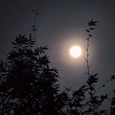 sakibse582's profile picture. Follow me follow back