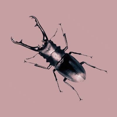 DevonTheFrog's profile picture. 18
-Furry
-Loves all critters
- Art/Design/Photography