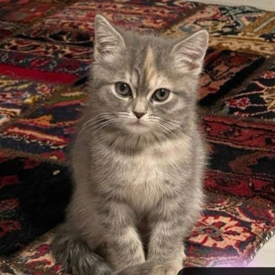 xiiisxi's profile picture. 