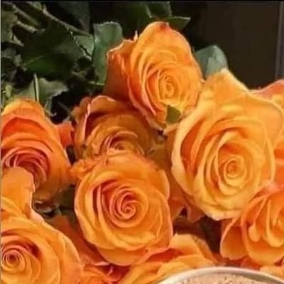 Melton494's profile picture. 