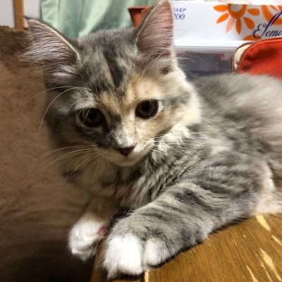 9iI8dMMT6DtjimJ's profile picture. 家庭連合・徹夜祈祷会・N A B I・拉致監禁・スパイ防止法・無言フォロー DM返信🙇‍♂️