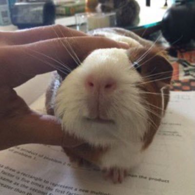 somikkdam31's profile picture. 