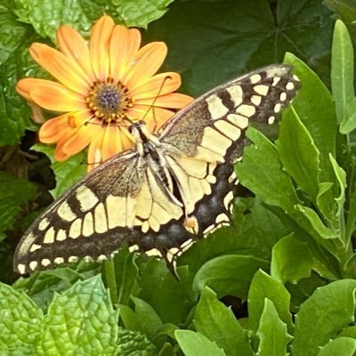 AlzDoSi's profile picture. defensora da liberdade,das crianças ,da família e da Pátria