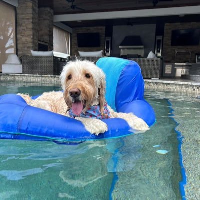 FloreHanche's profile picture. 