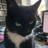 NightshiftMag's profile picture. Resident cat of Oxford's music magazine. Enjoys sitting on desks and keyboards and getting in the way. Dislikes funky blues rock and bees.