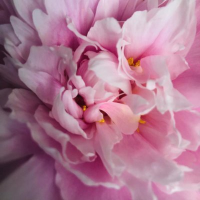 MilieBelanger's profile picture. 