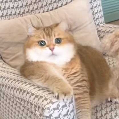 HosicoCat's profile picture. 