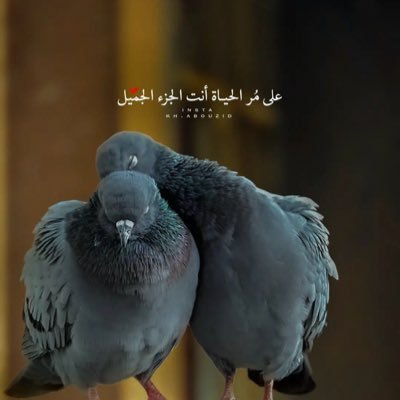 mhm_mw13596's profile picture. اي شي ينشر هنا رأي شخصي فقط ولا يحق للآخرين التدخل فيه مجرد خواطر وفضفضه فقط "البُعد لا يُقلل من المحبة، العزيز يظل عزيز حتى وإن كان بعيد كل البُعد عن الأعين"