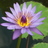 DebinHawaii's profile image