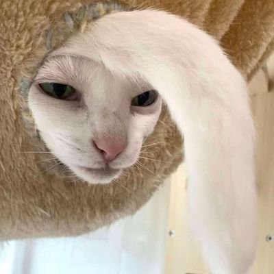 ItsallTurmFalke's profile picture. fuckin love rwby. being in love with your best friend is based and fun